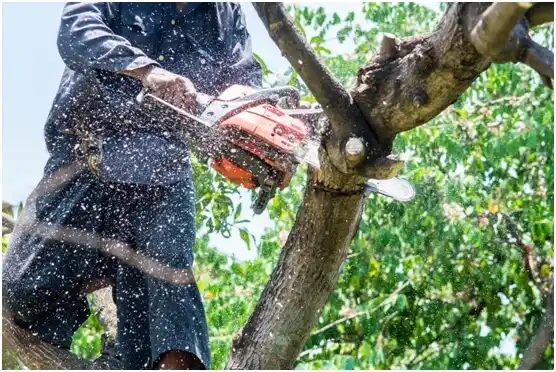 tree services Fairchance